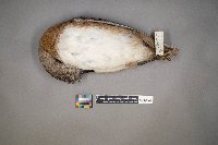 mareca americana image