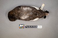 Aythya affinis image