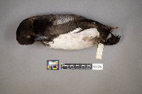 Aythya affinis image