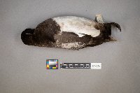 Aythya affinis image