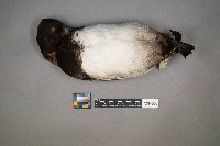 Aythya affinis image