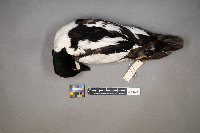 Bucephala clangula image