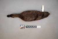 Oxyura jamaicensis image