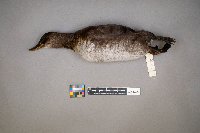 Oxyura jamaicensis image