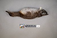 Oxyura jamaicensis image