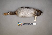 Oxyura jamaicensis image