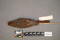 Cardinalis cardinalis image