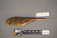 Cardinalis cardinalis image