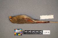 Cardinalis cardinalis image