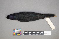 Euphagus cyanocephalus image