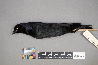 Euphagus cyanocephalus image