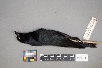 Euphagus cyanocephalus image