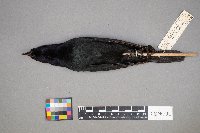 Euphagus cyanocephalus image