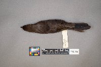 Euphagus cyanocephalus image