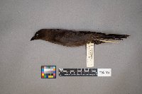 Euphagus cyanocephalus image