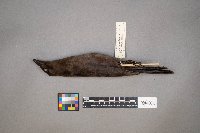 Euphagus cyanocephalus image