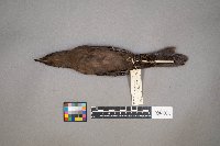 Euphagus cyanocephalus image