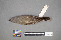 Tyrannus verticalis image