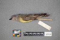 Tyrannus verticalis image