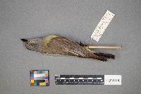 Tyrannus verticalis image