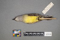 Tyrannus verticalis image