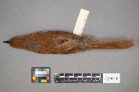 Toxostoma rufum image