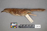 Toxostoma rufum image