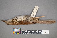 Toxostoma rufum image