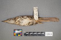 Toxostoma rufum image