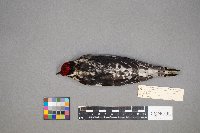 Sphyrapicus varius image