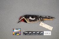 Sphyrapicus varius image