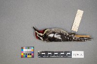 Sphyrapicus varius image