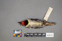 Sphyrapicus varius image