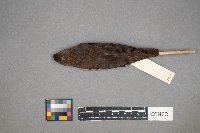 Molothrus ater image