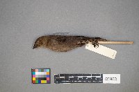 Molothrus ater image