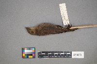 Molothrus ater image