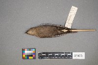 Molothrus ater image