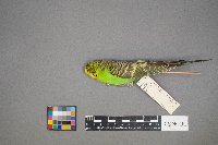 Melopsittacus undulatus image