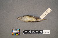 Vireo gilvus image