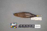 Bombycilla cedrorum image