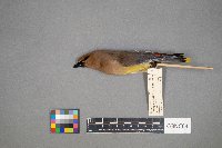 Bombycilla cedrorum image