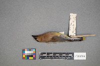 Bombycilla cedrorum image