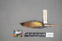 Bombycilla cedrorum image