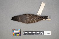 Tyrannus tyrannus image