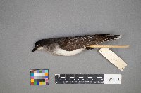 Tyrannus tyrannus image