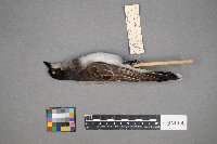 Tyrannus tyrannus image