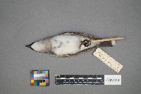 Tyrannus tyrannus image