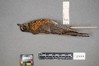 Turdus migratorius image