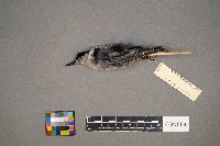 Sitta carolinensis image