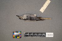 Sitta carolinensis image